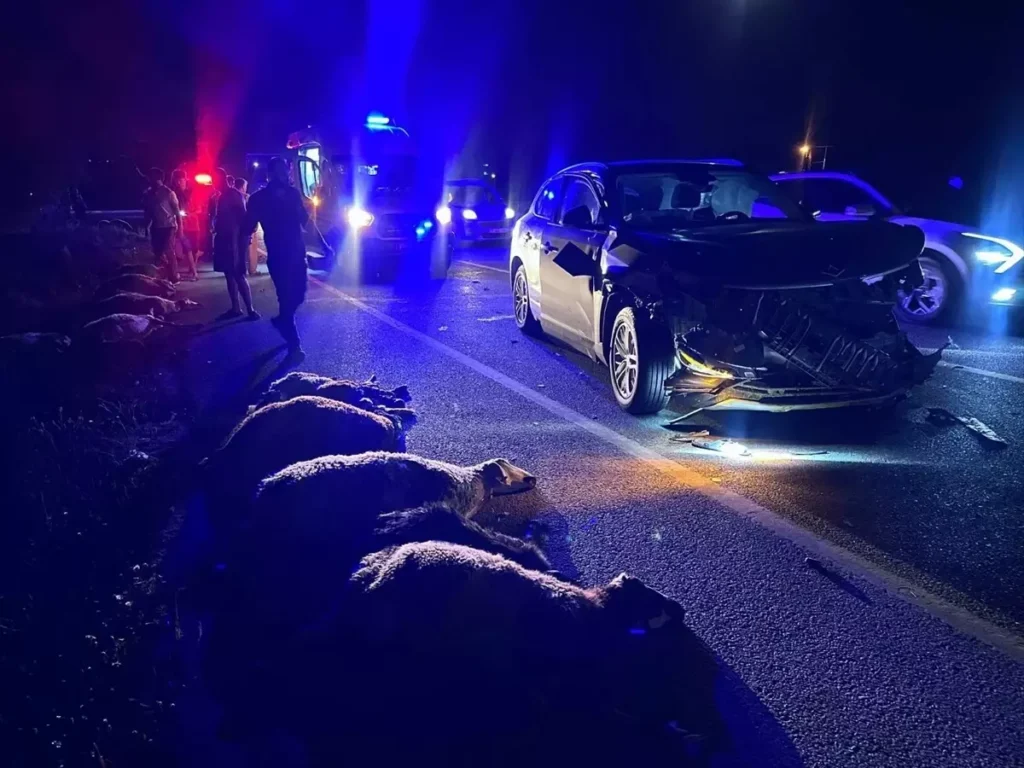 Erzincan’da SUV Aracın Çarptığı 23 Küçükbaş Hayvan Telef Oldu