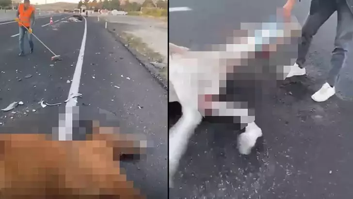 Nevşehir’de Otomobil Başıboş Atlara Çarptı: 2 At Öldü, Sürücü Yaralandı