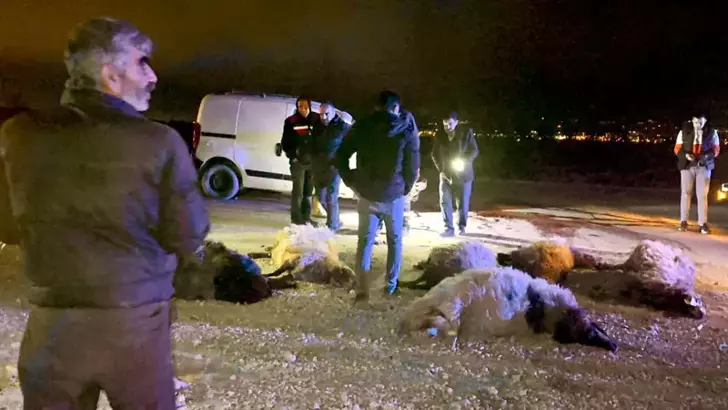 Hafif Ticari Araç Koyun Sürüsüne Çarptı: Sürücü Yaralı, 12 Koyun Telef Oldu