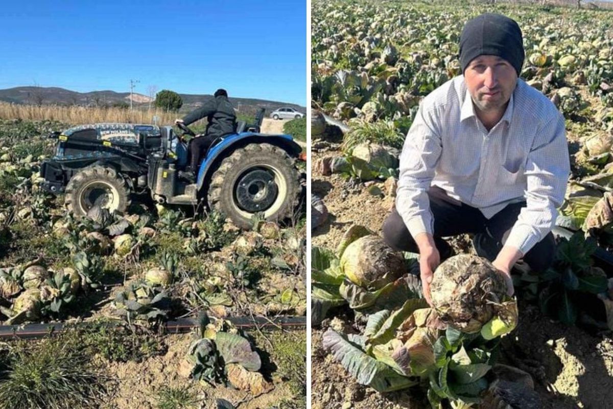 Pazarda 70 Lira, Tarlada Çürüyor: Yenişehir’de Yüzbinlerce Lahana Alıcı Bulamadı