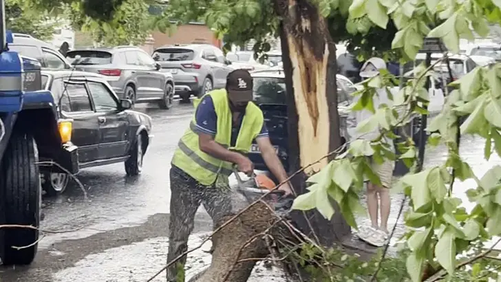 Ardahan'da Korkutan Anlar: Çürüyen Ağaç Yola Devrildi