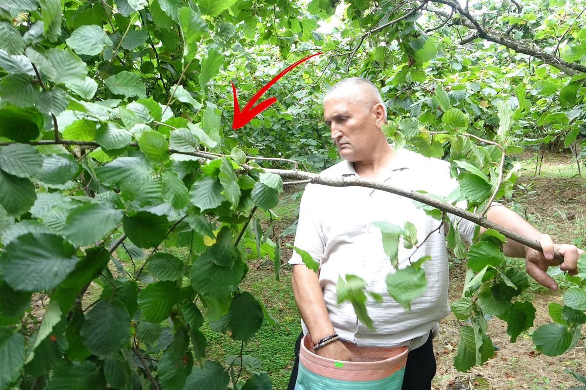 Giresun'da Fındık Hasadı Başladı Ancak Tablo Kötü: "Çotanakların Yarısı Boş"