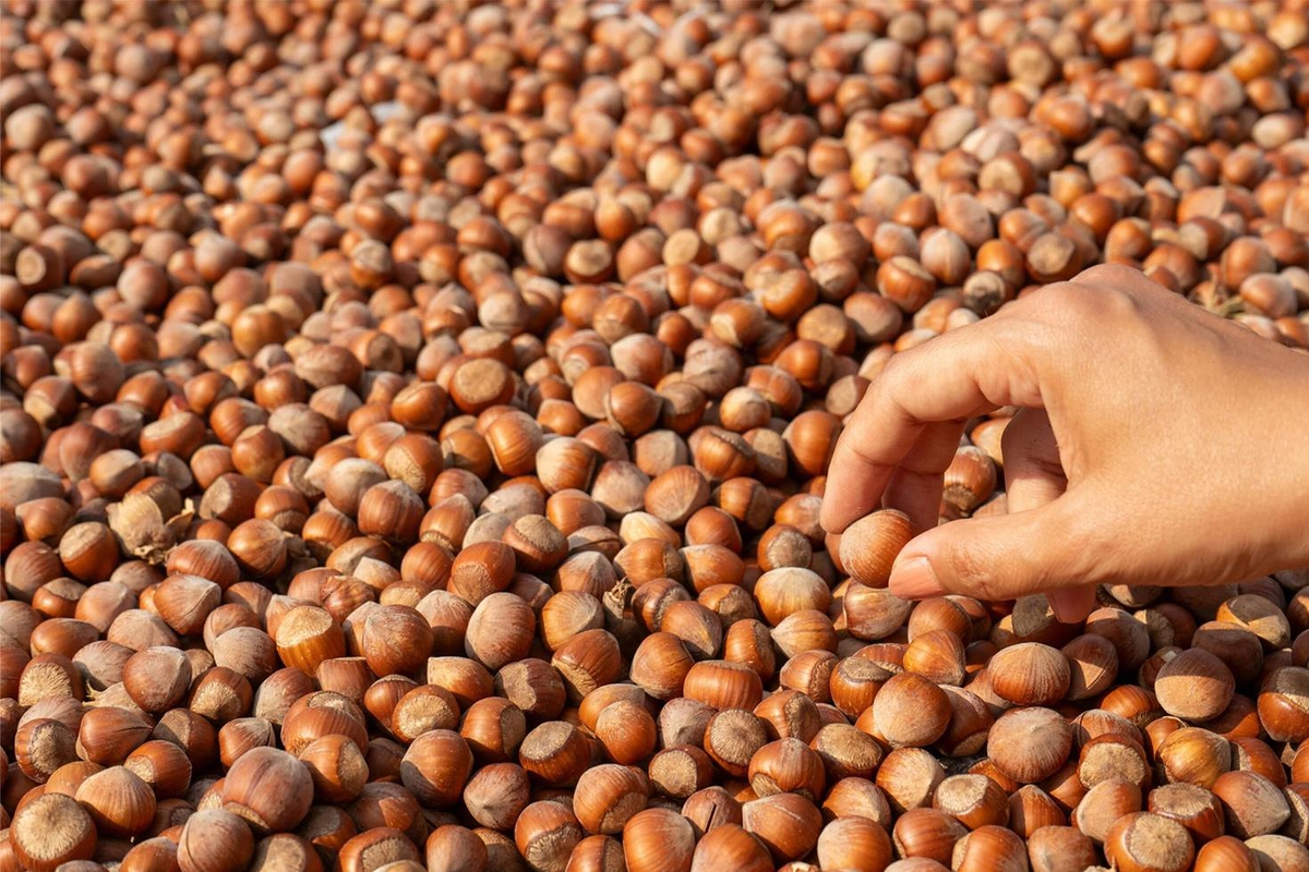 Fındık Piyasasına Bakanlık Neşteri: Ordu ve Giresun'daki 4 Ticaret Borsasında Denetim Başladı
