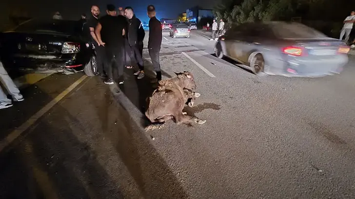 Hatay’da Trafik Kazası: Otomobillerin Çarptığı 3 Angus Telef Oldu, 1 Kişi Yaralandı